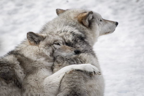 Catherin's Ritual In My Mate Has Two Wolves